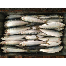 Frozen Sardine Fish for Bait